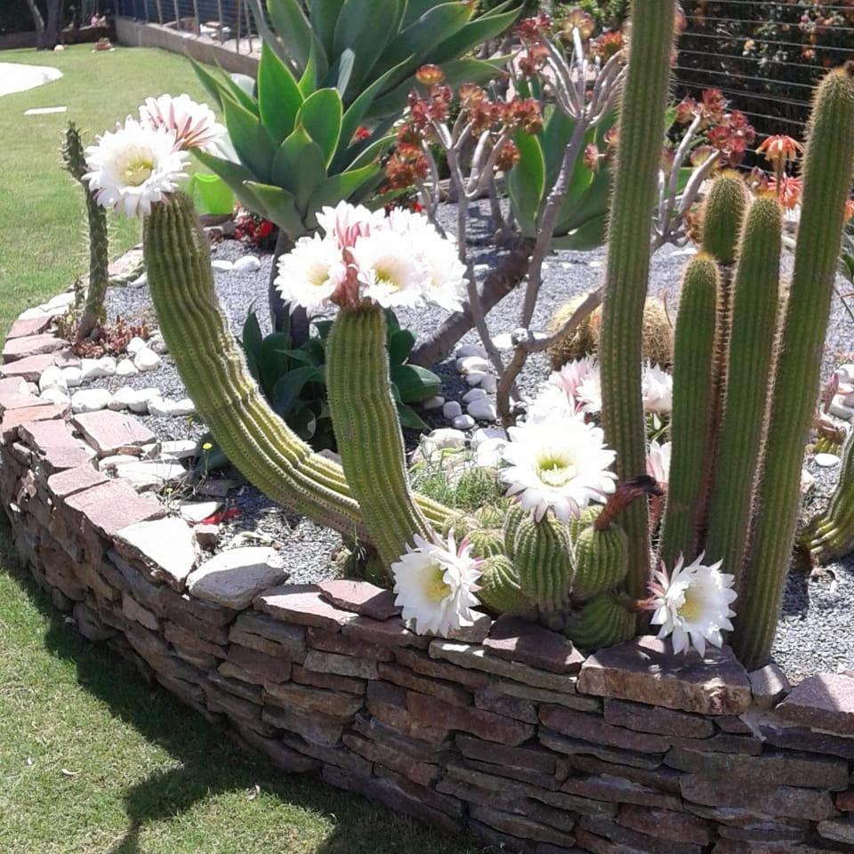 كابوتيرا Villa Rosanna المظهر الخارجي الصورة